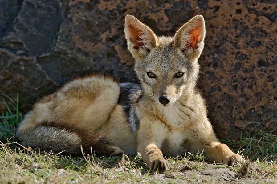 肯尼亞10天（全程當(dāng)?shù)靥厣?星酒店，贈送內(nèi)羅畢