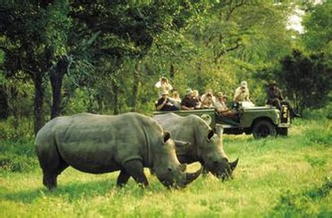 <南非10日游>1晚奧茨頌，克魯格公園， 船游珊瑚