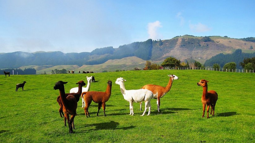 澳一地8日雙塔雙世界**全程當(dāng)?shù)?星酒店