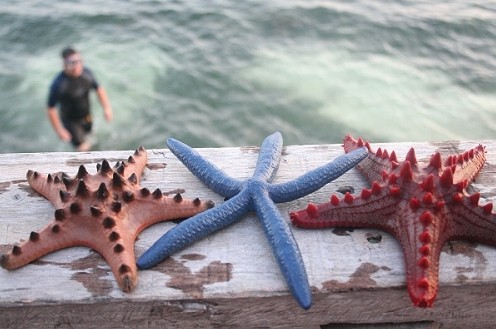 宿霧、薄荷島6晚8天**5天自由行**