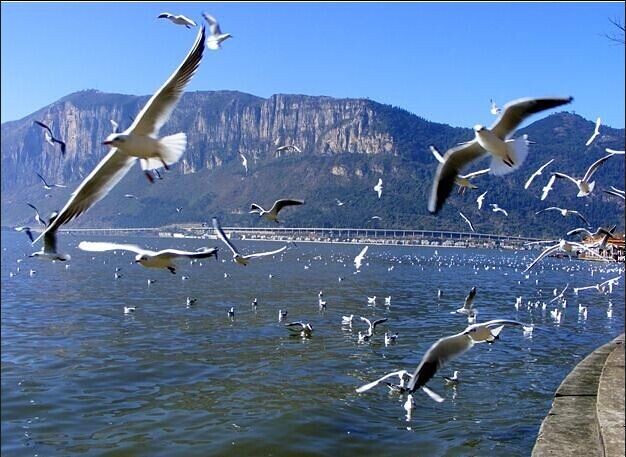 昆明、大理、麗江、香格里拉、西雙版納5飛8日